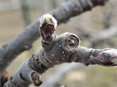 Saletra potasowa na początku wegetacji. Kiedy można zastosować wyższą dawkę?
