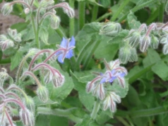 Te zioła wysiej w marcu i kwietniu. Będą rosły jak szalone