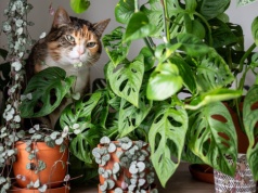 Najpierw wkładają do wazonów, a później płaczą. Groźny jest nawet pyłek tych kwiatów