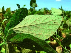 Jak ograniczyć straty powodowane przez rdzę soi? Nowe sposoby monitoringu choroby