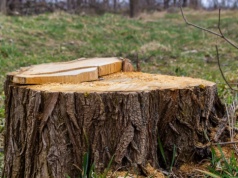 Wywierć otwór i wsyp do wnętrza. Usuniesz pień bez wysiłku i zachodu