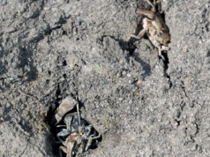 Dlaczego oprysk na szarka komośnika nie działa? 6 błędów przy zwalczaniu i rady