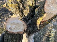 To drewno plasuje się w czołówce. Świetnie się pali , ale jest poszukiwaną rzadkością