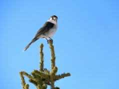 Ptaki znikają w coraz szybszym tempie. Eksperci o przyczynach zjawiska