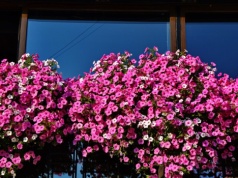 Wiosną podlewam tym kwiaty. Balkon tonie w kwiatach
