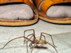 Wiosną wchodzą do domów. Uważaj, te pająki są jadowite