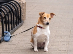 Zostawienie psa przed sklepem może kosztować nawet 1000 zł. Krakowska Rzeczniczka ds. Zwierząt apeluje do właścicieli