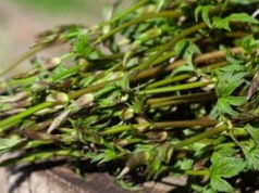 Ruszył sezon na najdroższe warzywo świata. Kosztuje nawet 1000 euro za kg, ale teraz możesz je zjeść za darmo