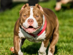 Pięciodniowa dziewczynka leżała w kołysce. Zagryzł ją pies