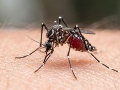 Odbytnica komara robi to, co powinien robić mózg. Odkrycie może ułatwić walkę z epidemiami