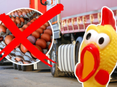 Transport żywności z Ukrainy zatrzymany. Cofnęli nagle 300 tysięcy sztuk jaj