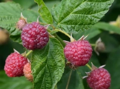 Rozsyp cienką warstwę pod malinami wiosną. Latem ugną się od owoców, a smak cię zaskoczy