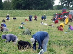 Truskawki u Niemca. Tyle za godzinę wyrywania chwastów