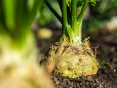 Posiej to obok selera. Różnicę zobaczysz szybciej, niż myślisz