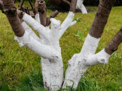 Widzisz drzewa z białymi pniami? Mało kto wie, przed czym naprawdę chroni je prosty zabieg