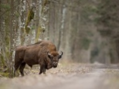 Pociąg uderzył w żubry. Wypadek kolejowy na Podlasiu