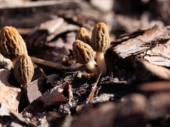 Rusza sezon, cenne jak złoto. Ponad 3 tys. zł za kilogram