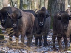 Intercity "Żubr" wjechał w grupę żubrów. Zwierzęta nie żyją