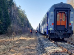 Na Podlasiu pociąg zderzył się z żubrami. Zwierzęta nie żyją