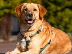 Kaufland i TOZ wspólnie na rzecz zwierząt. Poznaj pyszczki ambasadorów akcji – zwierzaki z charakterem!