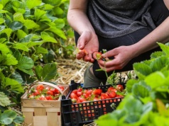 Tyle Niemiec płaci za godzinę pracy przy truskawkach. Kwota może dziwić, Polacy jeżdżą tam od lat
