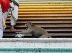 Czy zwierzęta umieją oszukiwać jak ludzie?