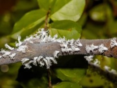 Dotarły do Polski. Działaj szybko, gdy zauważysz w ogrodzie