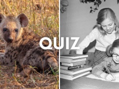 Quiz ortograficzny: Hiena czy chiena? Rozwiąż dyktando o zwierzętach