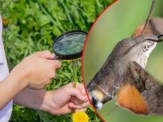 On naprawdę lata jak koliber. Wkrótce zacznij wypatrywać go w ogrodzie