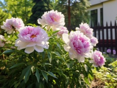 Zrób to z piwonią jeszcze w marcu. Ta odżywka sprawia, że latem nie widać liści spod kwiatów