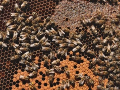 Co dzieje się w ulu? Przedwiośnie to kluczowy czas dla pszczół i pszczelarza