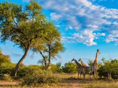 Zobacz Park Narodowy Krugera 🤩✈️ Johannesburg z Turkish Airlines od 2088 PLN 😎