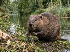 Bobry kluczem do ochrony klimatu. Natura dostarcza nam darmowej technologii