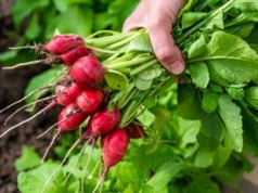 Pierwsza polska rzodkiewka już na rynku. Cena zaskakuje