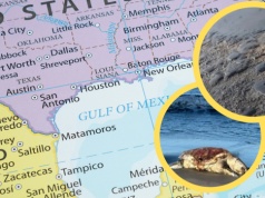 Dramatyczne doniesienia z Zatoki Meksykańskiej. Toksyczny wyciek ropy jest coraz większy