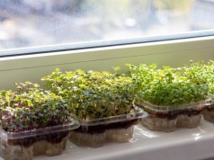 Wyglądają jak kiełki, ale są sto razy lepsze. Możesz hodować je na parapecie