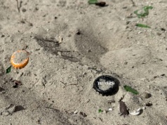 Igły, części aut i tony odpadów. Akcja sprzątania plaży w Gdyni