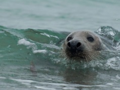 Były na skraju wyginięcia. Dziś coraz częściej można je spotkać na plaży
