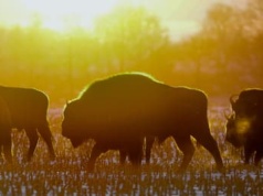 Trzy żubry zginęły w kolizji z pociągiem