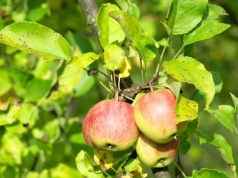 Zapomnij o opryskach. Powieś to na drzewie i ciesz się zdrowymi owocami