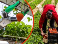 Robot zbierający truskawki wygrywa w UK. Jak zmienia rolnictwo?