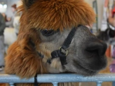 Dolnośląskie Targi Zoologiczne dziś na Stadionie. A na nich węże, alpaki i jeże