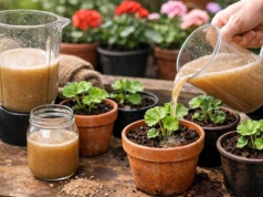 Sadzonki pelargonii „wypiją” to w sekundę. Efekt? Burza kwiatów!