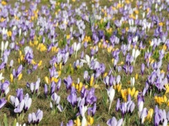 Wieliczka w kwiatach. Krokusy stworzyły niezwykły widok przy kopalni