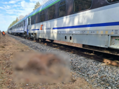 “Żubr” wjechał w stado żubrów