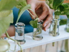 Masz dość ziemi i przesadzania? Te rośliny rosną tylko w wodzie