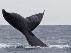 Akcja ratunkowa na Bałtyku. Wieloryb utknął na mieliźnie