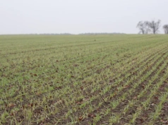 Jęczmień żółknie po zimie? Sprawdź, co zrobić, żeby nie stracić plonu