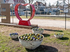 Dziewięć tysięcy bratków i łódka na tle Porto Vista