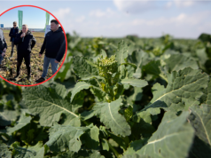 Jak przezimowały uprawy? Rzepak i zboża w ocenie ekspertów